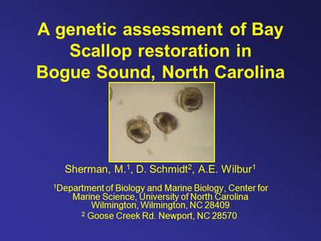 A genetic assessment of Bay Scallop restoration in Bogue Sound, North Carolina Sherman, M. 1, D. Schmidt 2, A.E. Wilbur 1 1 Department of Biology and Marine.