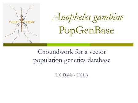 Anopheles gambiae PopGenBase Groundwork for a vector population genetics database UC Davis - UCLA.