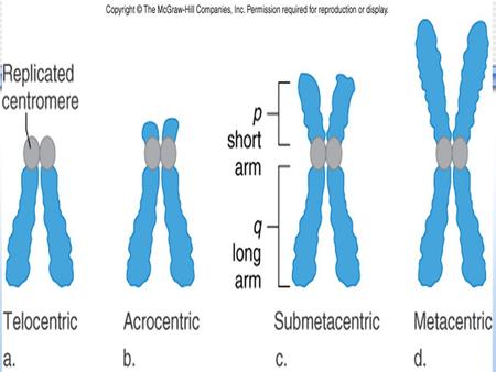 ANEUPLOIDY Having too many or too few chromosomes compared to a normal genotype Aneuploid organisms have unbalanced sets of chromosomes due to an excess.