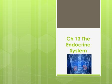 Ch 13 The Endocrine System. Terms  Adrenal glands (2)- adren/o- Regulates electrolyte levels, infuences metabolism, and responds to stress.  Gonads-