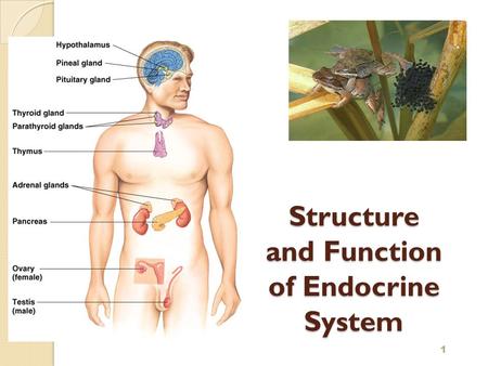 Structure and Function of Endocrine System 1 2 Name the parts of the endocrine system and discuss the function of each part Discriminate the functions.