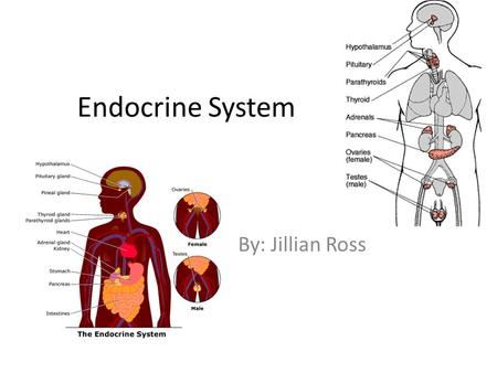 Endocrine System By: Jillian Ross.