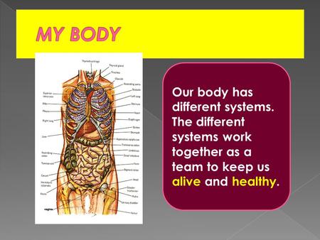 Our body has different systems. The different systems work together as a team to keep us alive and healthy.