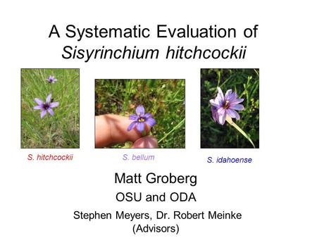 A Systematic Evaluation of Sisyrinchium hitchcockii Matt Groberg OSU and ODA Stephen Meyers, Dr. Robert Meinke (Advisors) S. hitchcockiiS. bellum S. idahoense.