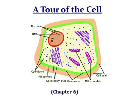 A Tour of the Cell (Chapter 6).