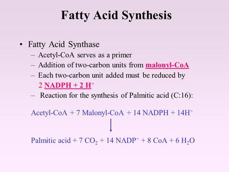 Fatty Acid Synthesis Fatty Acid Synthase Acetyl-CoA serves as a primer