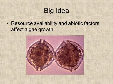 Big Idea Resource availability and abiotic factors affect algae growth.