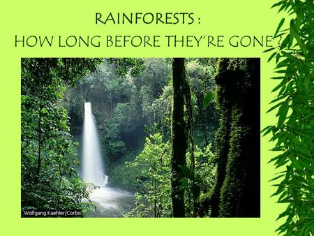 RAINFORESTS : HOW LONG BEFORE THEY’RE GONE ?. RAINFORESTS What are Rainforests? Where are they found? What animal life is found there ? Why are they important.