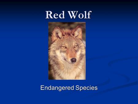 Red Wolf Endangered Species.
