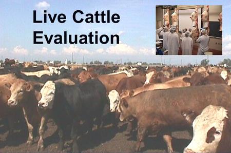 Live Cattle Evaluation. What are we trying to determine? u Quality grade u Yield grade u Dressing percentage.