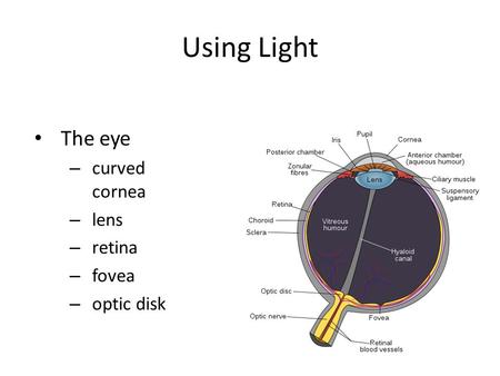 The eye – curved cornea – lens – retina – fovea – optic disk Using Light.