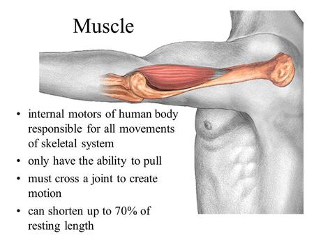 Muscle internal motors of human body responsible for all movements of skeletal system only have the ability to pull must cross a joint to create motion.