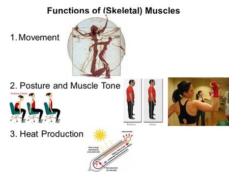 Functions of (Skeletal) Muscles