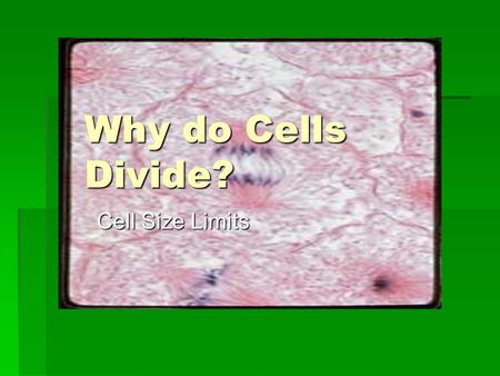 Why do Cells Divide? Why do Cells Divide? Cell Size Limits.