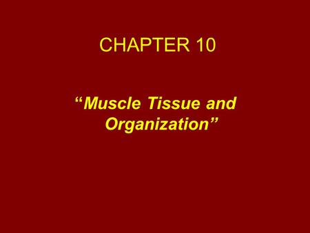 “Muscle Tissue and Organization”