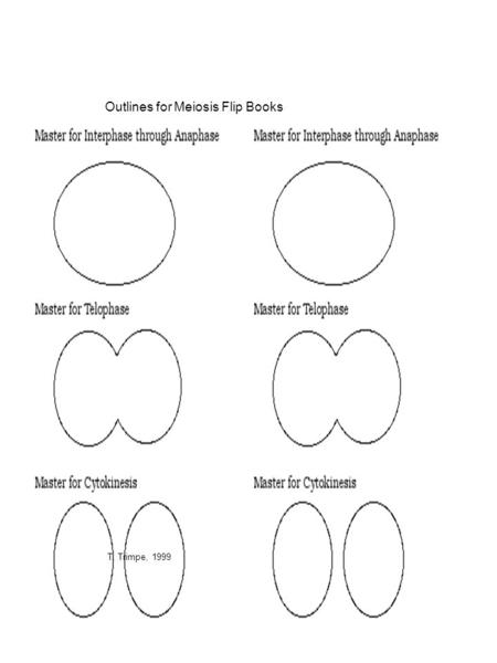 Outlines for Meiosis Flip Books T. Trimpe, 1999. Your task is to create an ‘index card’ flip movie that shows the following ‘basic’ steps of Meiosis:
