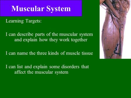 Muscular System Learning Targets: