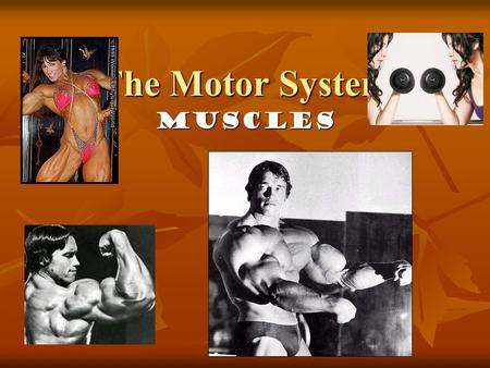 The Motor System Muscles.