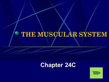 THE MUSCULAR SYSTEM Chapter 24C. Muscular System Stats There are approximately 600 muscles. Of all the many different kinds of cells in the human body,