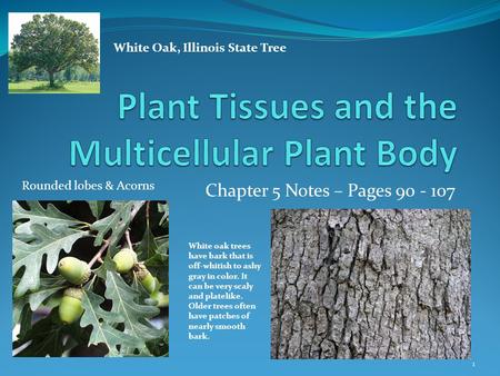Chapter 5 Notes – Pages 90 - 107 1 White Oak, Illinois State Tree White oak trees have bark that is off-whitish to ashy gray in color. It can be very scaly.