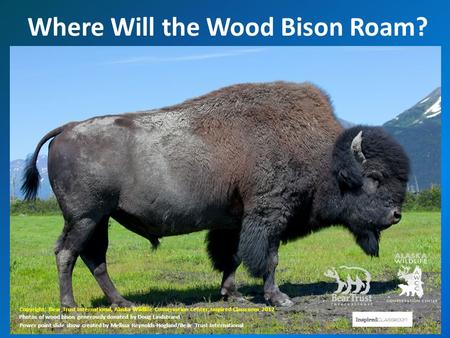 Where Will the Wood Bison Roam? Copyright: Bear Trust International, Alaska Wildlife Conservation Center, Inspired Classroom 2012 Photos of wood bison.