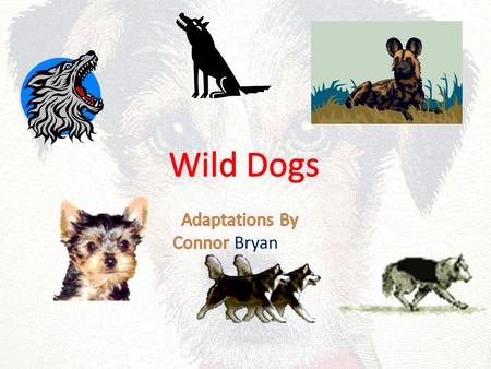 If a wild dog is lost it howls until the pack hears it. The lost dog follows the sound to find the way back. HELP ME!!!!