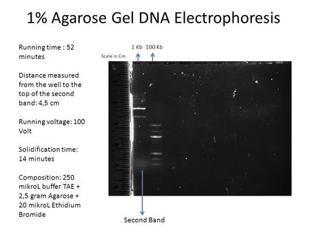 1% Agarose Gel DNA Electrophoresis Running time : 52 minutes Distance measured from the well to the top of the second band: 4,5 cm Running voltage: 100.
