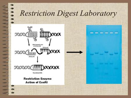 Restriction Digest Laboratory. Reminder You have transformed bacteria with plasmid DNA You have isolated plasmid DNA Today you will perform an RFLP analysis.