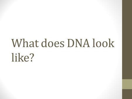 What does DNA look like?.