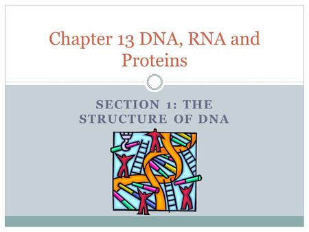 Chapter 13 DNA, RNA and Proteins