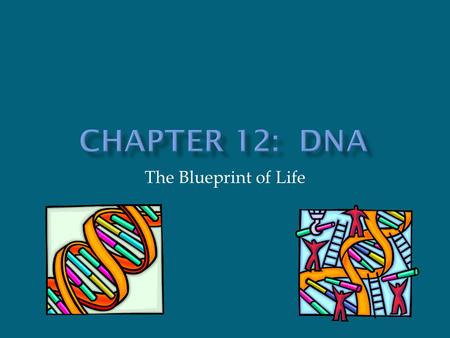 Chapter 12: DNA The Blueprint of Life.