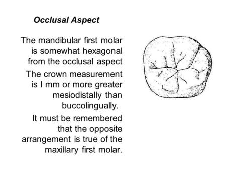 Occlusal Aspect The mandibular first molar is somewhat hexagonal from the occlusal aspect The crown measurement is I mm or more greater mesiodistally than.
