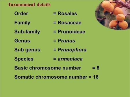 Taxonomical details Order= Rosales Family= Rosaceae Sub-family= Prunoideae Genus= Prunus Sub genus= Prunophora Species= armeniaca Basic chromosome number=