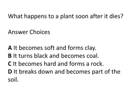 What happens to a plant soon after it dies? Answer Choices A It becomes soft and forms clay. B It turns black and becomes coal. C It becomes hard and forms.