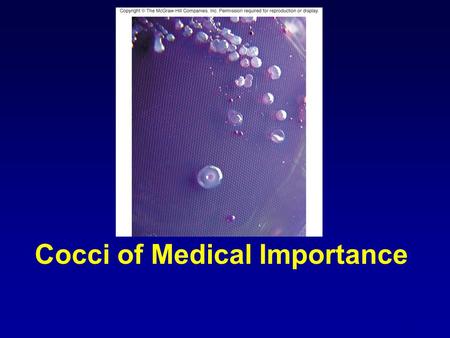 Cocci of Medical Importance