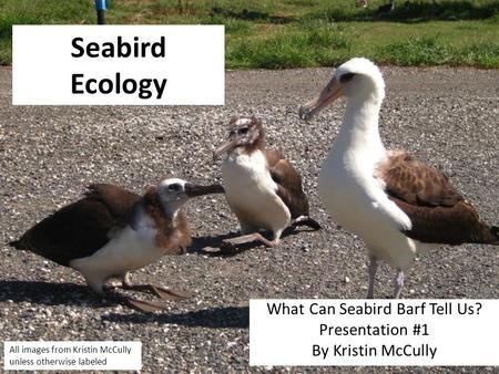 Seabird Ecology What Can Seabird Barf Tell Us? Presentation #1 By Kristin McCully All images from Kristin McCully unless otherwise labeled.