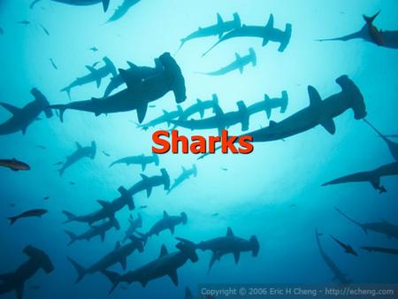 Sharks. My favourite animal is the white shark. Sharks are very interesting animals and they are huge,too: (6-8 m, 2 t)