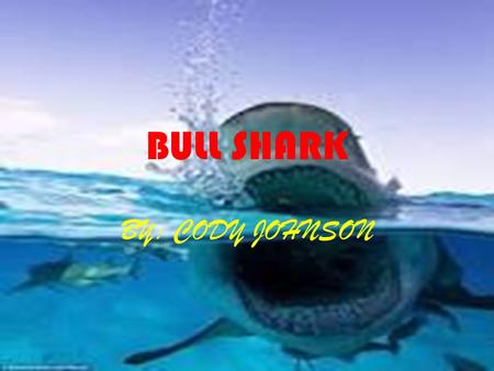 BULL SHARK BY: CODY JOHNSON. ADAPTATIONS Physical Traits A gland in the dorsal fin that holds salt for when it goes in a freshwater source. Sensitive.