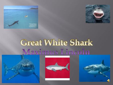 Great White Shark Maximus Lincoln.