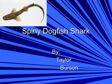 Spiny Dogfish Shark By: Taylor Taylor Burson Burson.