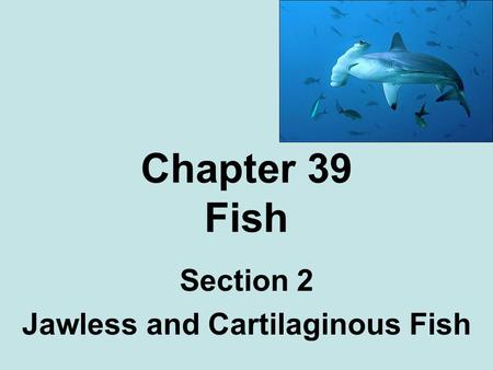 Section 2 Jawless and Cartilaginous Fish