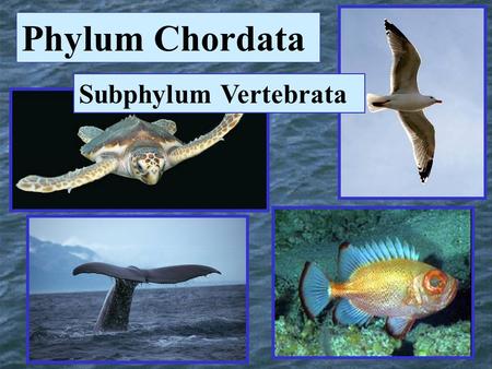 Phylum Chordata Subphylum Vertebrata. Fishes Chapter 8.