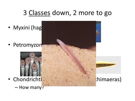 3 Classes down, 2 more to go Myxini (hagfishes) Petromyzontida (lampreys) Chondrichthyes (sharks, rays and chimaeras) – How many?