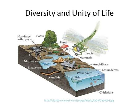 Diversity and Unity of Life