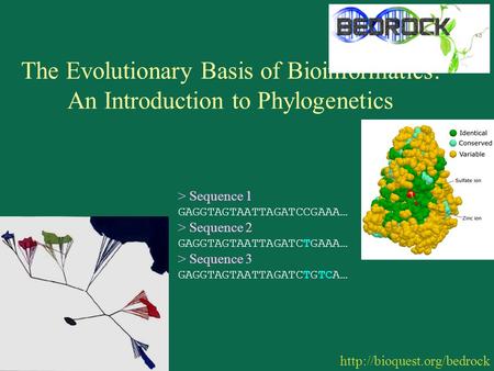 The Evolutionary Basis of Bioinformatics: An Introduction to Phylogenetics  > Sequence 1 GAGGTAGTAATTAGATCCGAAA… > Sequence.