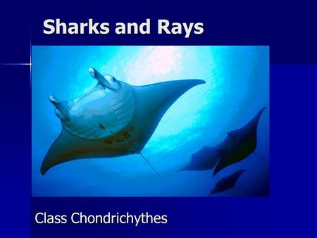 Sharks and Rays Class Chondrichythes.