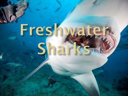  There exists freshwater sharks which are capable of surviving in fresh water lakes and rivers. These sharks are; 1. The Bull Shark ( Carcharhinus.