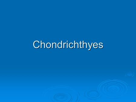 Chondrichthyes. Hydrodynamics  Body shape  Sharks typically have an elongate fusiform body (rounded and tapering at both ends). This body shape reduces.