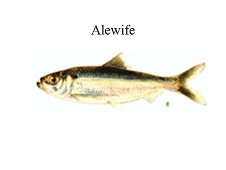 Alewife. American Eel American Smelt Atlantic Cod.