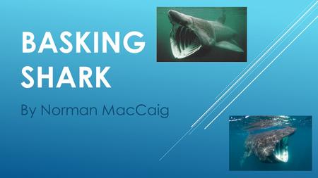BASKING SHARK By Norman MacCaig. LEARNING INTENTIONS  I can develop my knowledge of MacCaig poetry  I can explore the use of poetic devices.